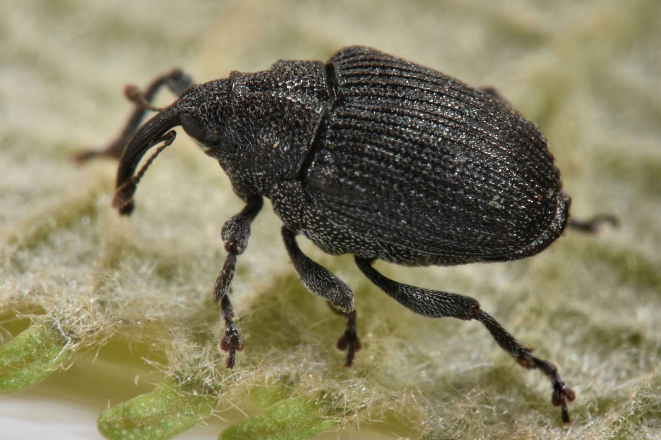 Curculionidae: Ceutorhynchus roberti